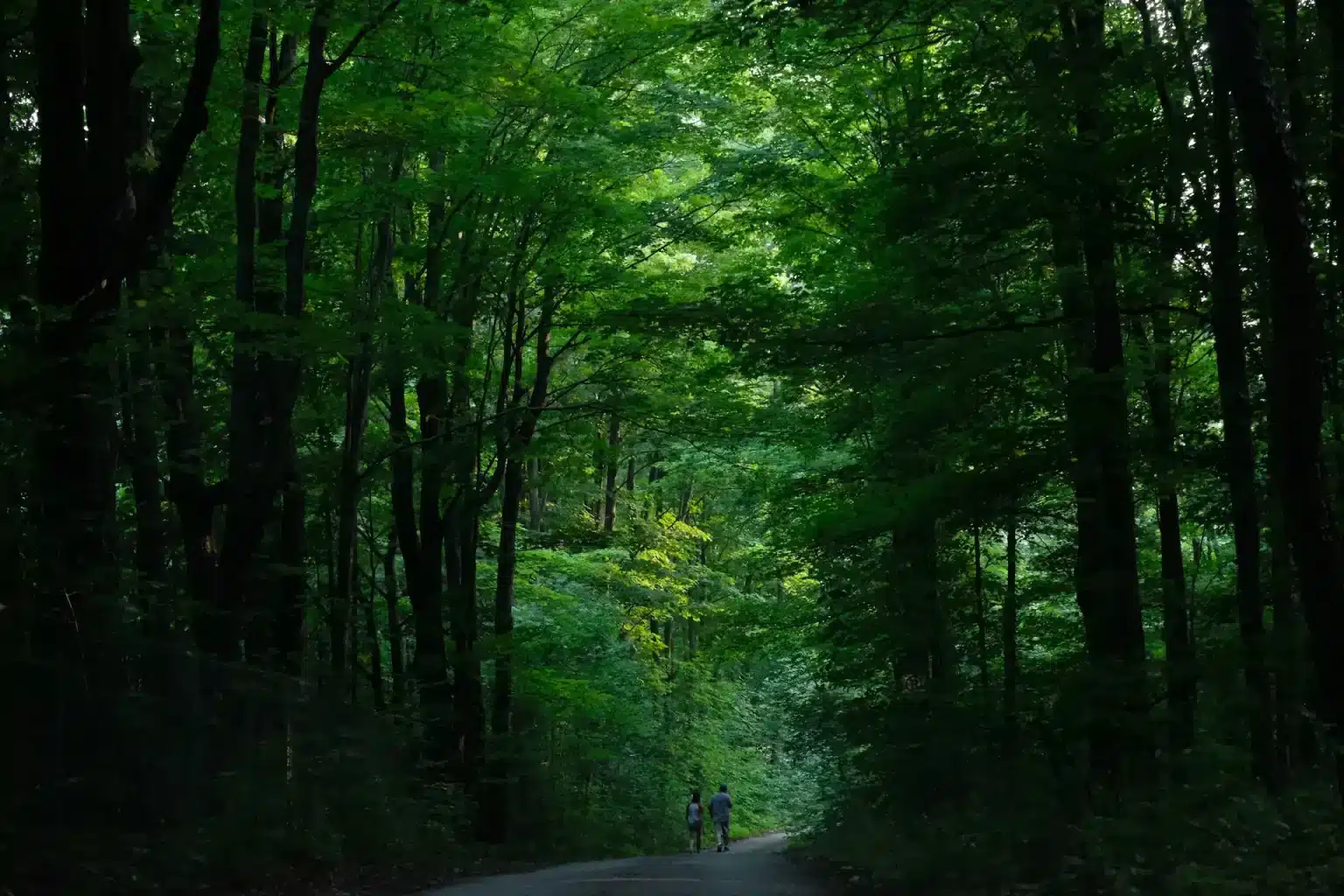 couple walking down forested path at rattlesnake point in milton